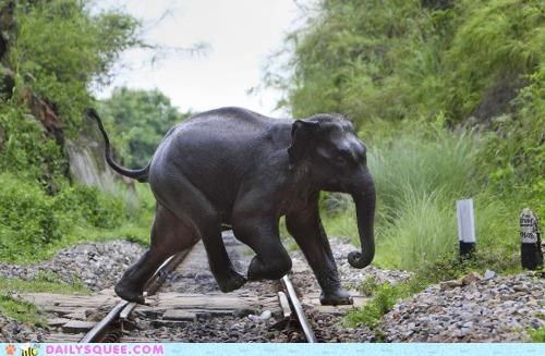 Acting Like Animals: Why Did the Elephant Cross the Road?