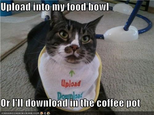 Upload into my food bowl