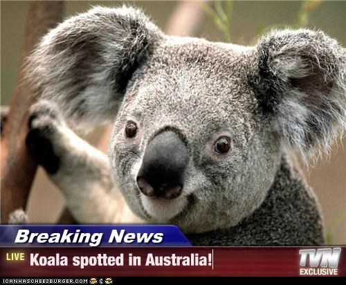 Breaking News - Koala spotted in Australia!