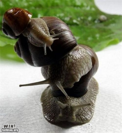 Mother Nature FTW: Balancing Snails 