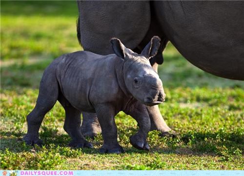 Squee Spree: Rhinos Vs. Hippos!