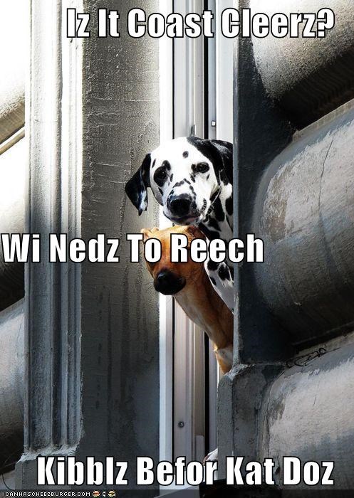 Iz It Coast Cleerz? Wi Nedz To Reech   Kibblz Befor Kat Doz