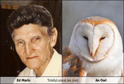 Ed Marlo Totally Looks Like An Owl
