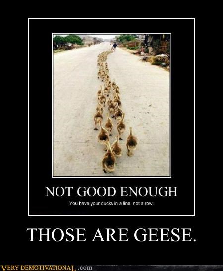 THOSE ARE GEESE.