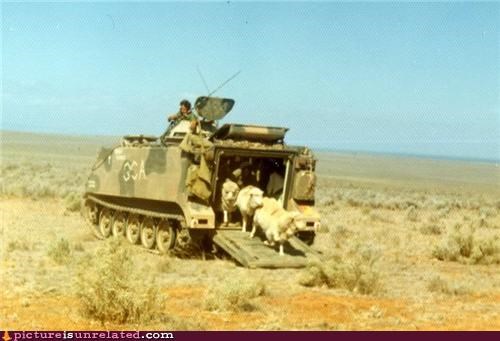 Austrailian Special Forces
