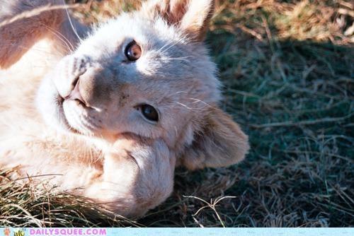 Just Thinking About Lion Stuff