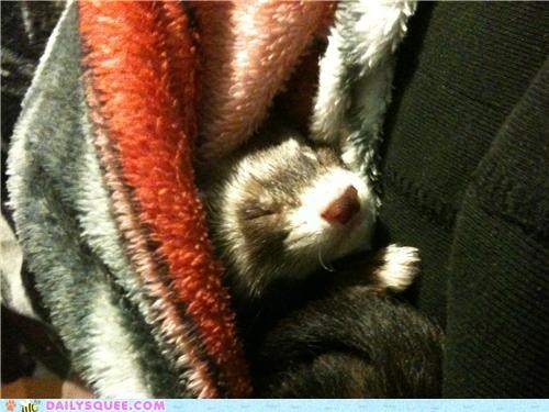 sleepy time