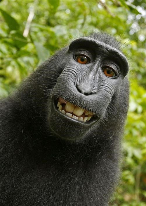 Simian Self-Portrait of the Day