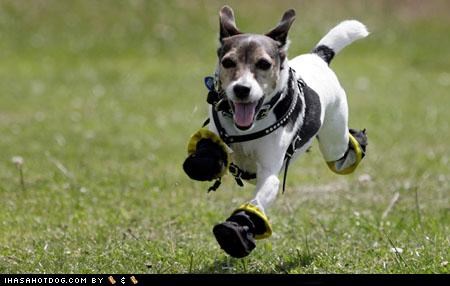 Special Shoes Created for Jax, a Dog Allergic to Grass