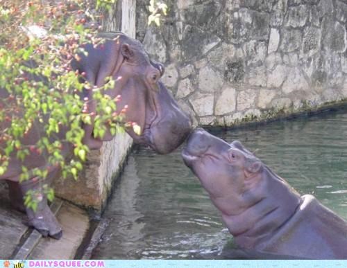 Squee Spree: Hippo Love