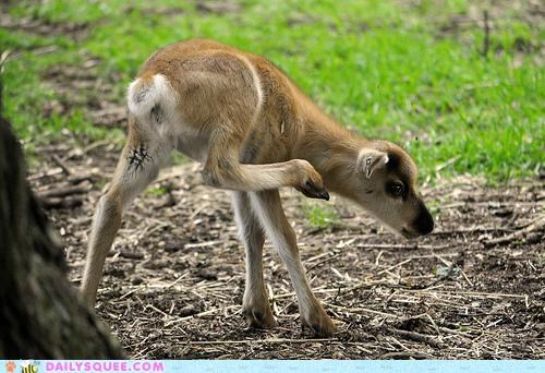 Whatsit Wednesday: Reindeer Calfs Are Totally D'awwwwkward!