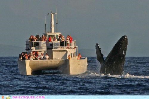Acting Like Animals: Enjoy Your Cruise!