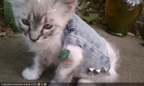 Cyoot Kitteh of teh Day: Kitteh Was a Punk Rocker
