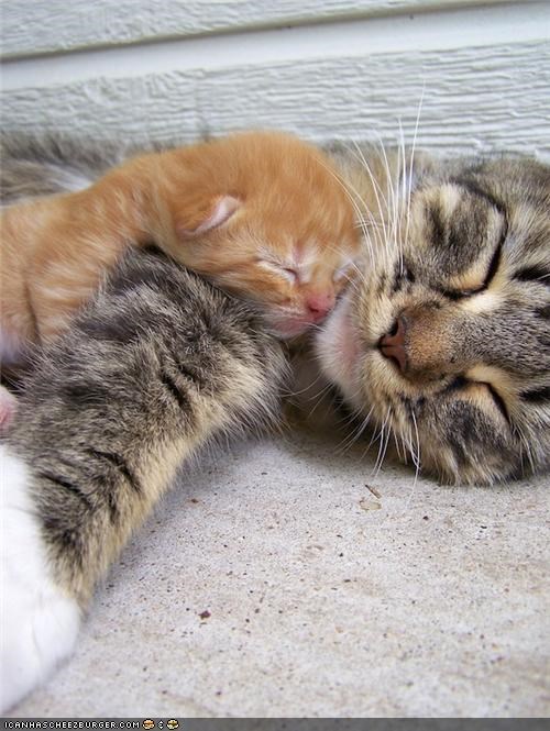 Cyoot Kittehs of teh Day: Nappin' Wiff Mama