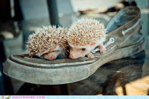 There Were Two Young Hedgies Who Lived on a Shoe...
