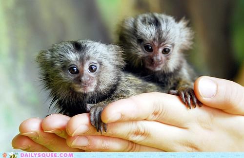 A Touching Marmosentiment