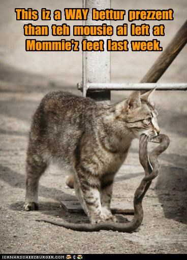 This  iz  a  WAY  bettur  prezzent  than  teh  mousie  ai  left  at  Mommie'z  feet  last  week.