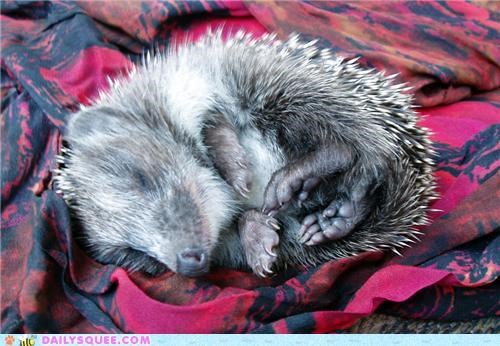 Squee Spree: Hedgehogs Vs. Echidnas!