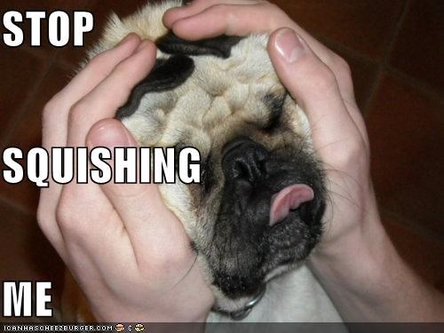 Dog's Get so Much Derp