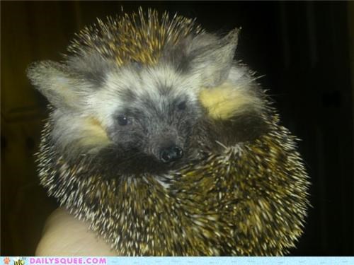 Snuffle Bum