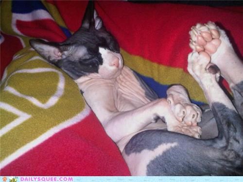 Sphynxy Steve
