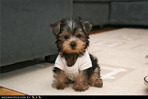 Cyoot Puppeh ob teh Day: U Hab Mai Attenshun