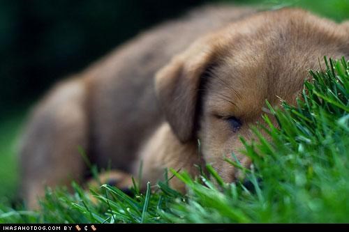 Cyoot Puppeh ob teh Day: Mid-Play Nap