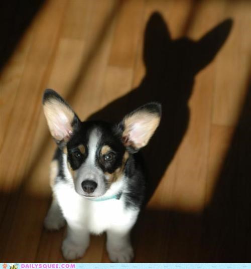 Acting Like Animals: The Darcorgi Knight