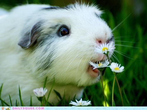 OMNOMNOM FLOWERS!!