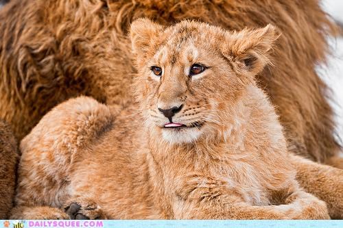The Most Ferocious Fur Ball