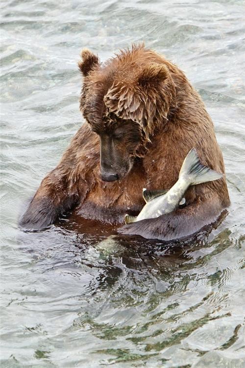 Stuffed Bear of the Day
