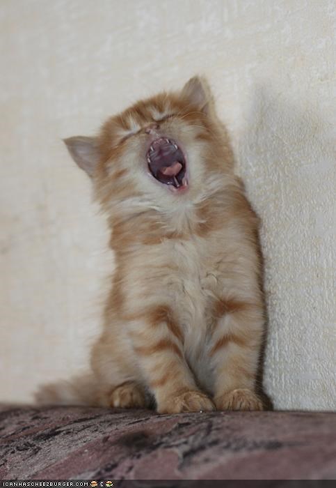 Cyoot Kitteh of teh Day: JUST A SMALL TOWN GIRL, LIVING IN A LOOOOONELY WOOOOORLLLLD!