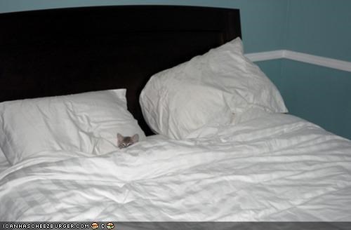 Cyoot Kitteh of teh Day: And This Bed Was Juuuuust Right!
