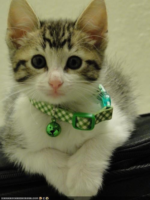 Cyoot Kitteh of teh Day: Iz a Collar Ai Kann Grow Intew