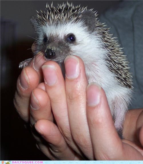Squee Spree: Hedgehog? More Like Handhog!