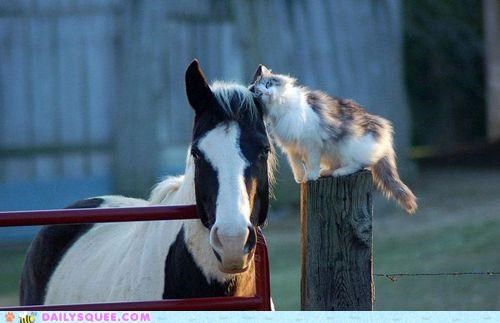 Interspecies Love: You're My Mane Man