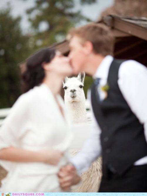 Acting Like Animals: THIS. IS. LLAMABOMB.