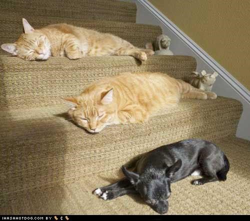 Kittehs R Owr Friends: Tiered Naptime