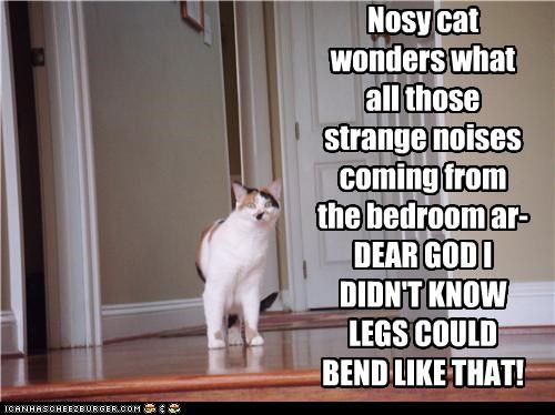 Nosy cat wonders