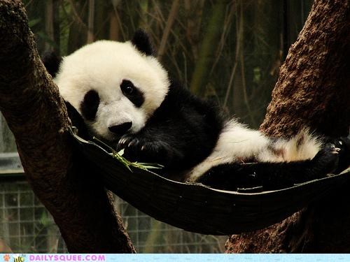 Panda Hammock FTW