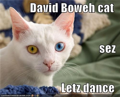 David Boweh cat sez Letz dance