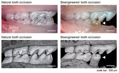 Bioengineered Mouse Molars of the Day