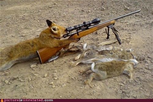 Foxes Are Pretty Smart