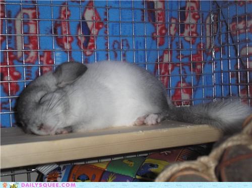 Sleepy Chinchilla