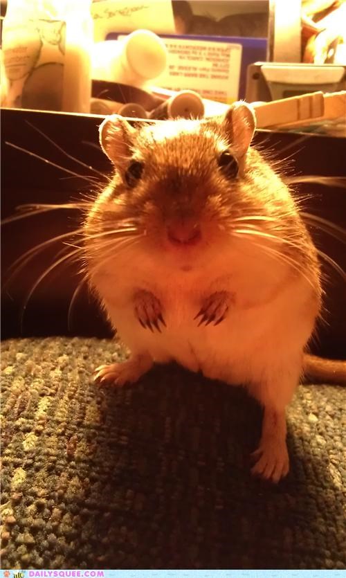 Classic Gerbil Stance