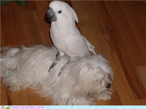 Siblings