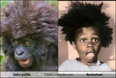 Baby Gorilla Totally Looks Like Buckwheat