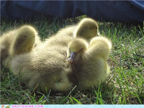 Gosling pile!