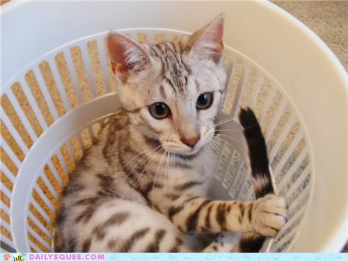 Basket Bengal