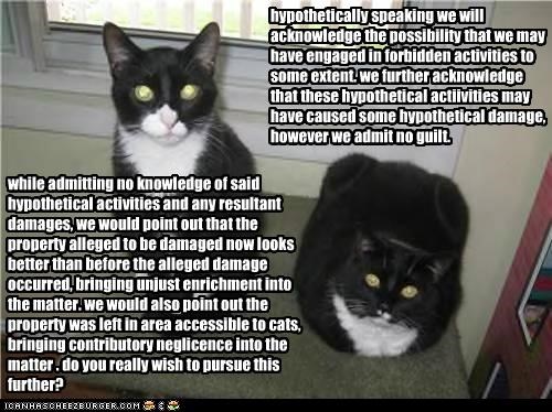 when lawyers adopt cats